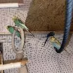 6 Wellensittiche suchen ein neues Zuhause Bild 1