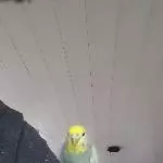 Neues Zuhause für Wellensittich-Dame gesucht Bild 2