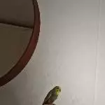 Neues Zuhause für Wellensittich-Dame gesucht Bild 7