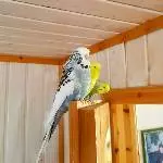Neues Zuhause für Wellensittich-Dame gesucht Bild 3