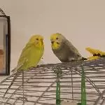 Neues Zuhause für Wellensittich-Dame gesucht Bild 5