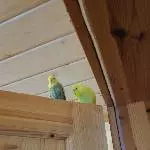 Neues Zuhause für Wellensittich-Dame gesucht Bild 4