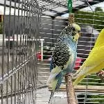 Wellensittichhahn sucht ein neues Zuhause Bild 1