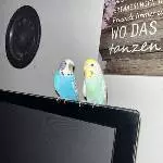 Wellensitttich Pärchen suchen neues zuhause Bild 1