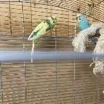 2 Wellensittiche abzugeben Bild 1