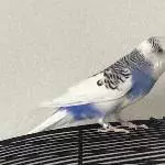 Wellensittich sucht neues Zuhause Bild 1