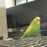Jules (Hahn 6 Jahre) Bild 2