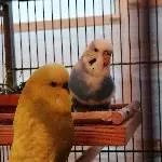 Neues Zuhause gesucht Bild 2