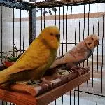 Neues Zuhause gesucht Bild 1
