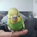 Eine süße Welli Handicap Henne 5 Jahre alt sucht... Bild 4
