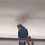 Aufgewecktes Wellensittich Weibchen sucht neues Zuhause Bild 1