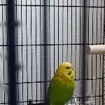 Einsamer Wellensittich sucht ein neues Zuhause Bild 1