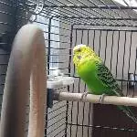 Einsamer Wellensittich sucht ein neues Zuhause Bild 4