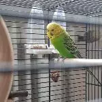 Einsamer Wellensittich sucht ein neues Zuhause Bild 3