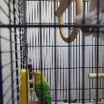 Einsamer Wellensittich sucht ein neues Zuhause Bild 2