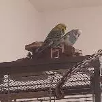 2 Wellensittiche in gute Hände abzugeben Bild 1