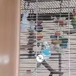 2 Wellensittiche in gute Hände abzugeben Bild 4