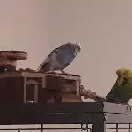 2 Wellensittiche in gute Hände abzugeben Bild 2