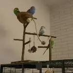 Munteres Grüppchen braucht neues schönes Zuhause Bild 3
