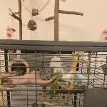 Munteres Grüppchen braucht neues schönes Zuhause Bild 1