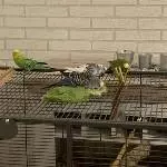 Munteres Grüppchen braucht neues schönes Zuhause Bild 4