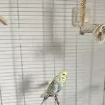 Dringend neues zu Hause für einsames Wellensittich-Männchen gesucht Bild 2