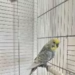 Dringend neues zu Hause für einsames Wellensittich-Männchen gesucht Bild 4