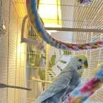Dringend neues zu Hause für einsames Wellensittich-Männchen gesucht Bild 1