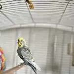 Dringend neues zu Hause für einsames Wellensittich-Männchen gesucht Bild 3