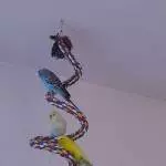 Drei Wellis brauchen ein neues Heim Bild 1
