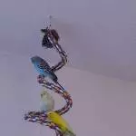 Drei Wellis brauchen ein neues Heim Bild 2