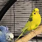 2 Hähne und 2 Hennen suchen ein neues Zuhause Bild 1