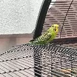 2 Hähne und 2 Hennen suchen ein neues Zuhause Bild 4
