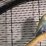 2 Hähne und 2 Hennen suchen ein neues Zuhause Bild 2