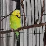 Betty sucht ein neues Zuhause Bild 1