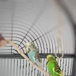 Wellensittiche suchen liebevolles Zuhause Bild 2