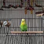Rocky sucht ein neues Zuhause Bild 1