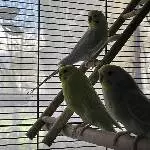 Suche neues Zuhause für sechs junge Wellis und ihre Eltern! Bild 8