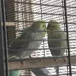 Suche neues Zuhause für sechs junge Wellis und ihre Eltern! Bild 1