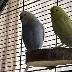 Suche neues Zuhause für sechs junge Wellis und ihre Eltern! Bild 2