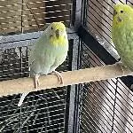 Suche neues Zuhause für sechs junge Wellis und ihre Eltern! Bild 4