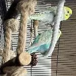 Suche neues Zuhause für sechs junge Wellis und ihre Eltern! Bild 3
