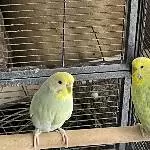 Suche neues Zuhause für sechs junge Wellis und ihre Eltern! Bild 6