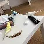 4 handzahme Wellensittiche Bild 1