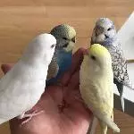 4 handzahme Wellensittiche Bild 2