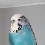 Witwer sucht ein neues Zuhause Bild 2
