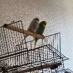 Wellipärchen sucht liebes zu hause Bild 1