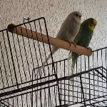 Wellipärchen sucht liebes zu hause Bild 2