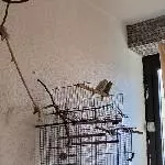 Wellipärchen sucht liebes zu hause Bild 3