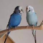 Tom und Melli Bild 1